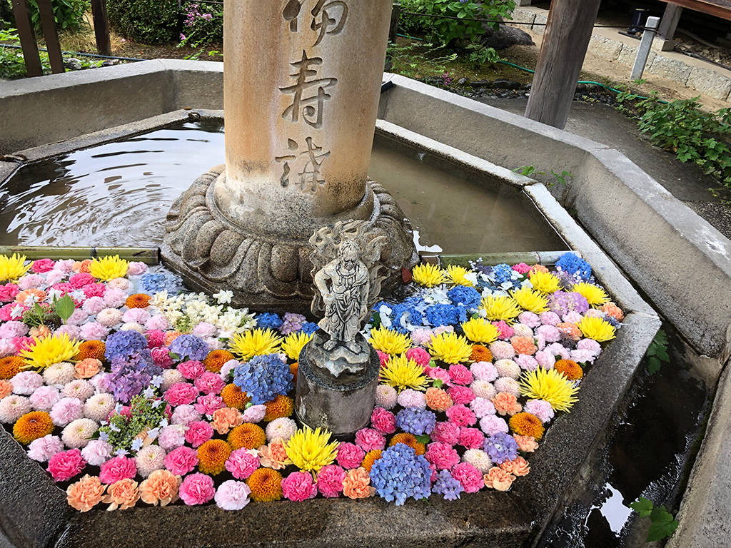 Hydrangea in Mimurotoji Temple, Kyoto, early June