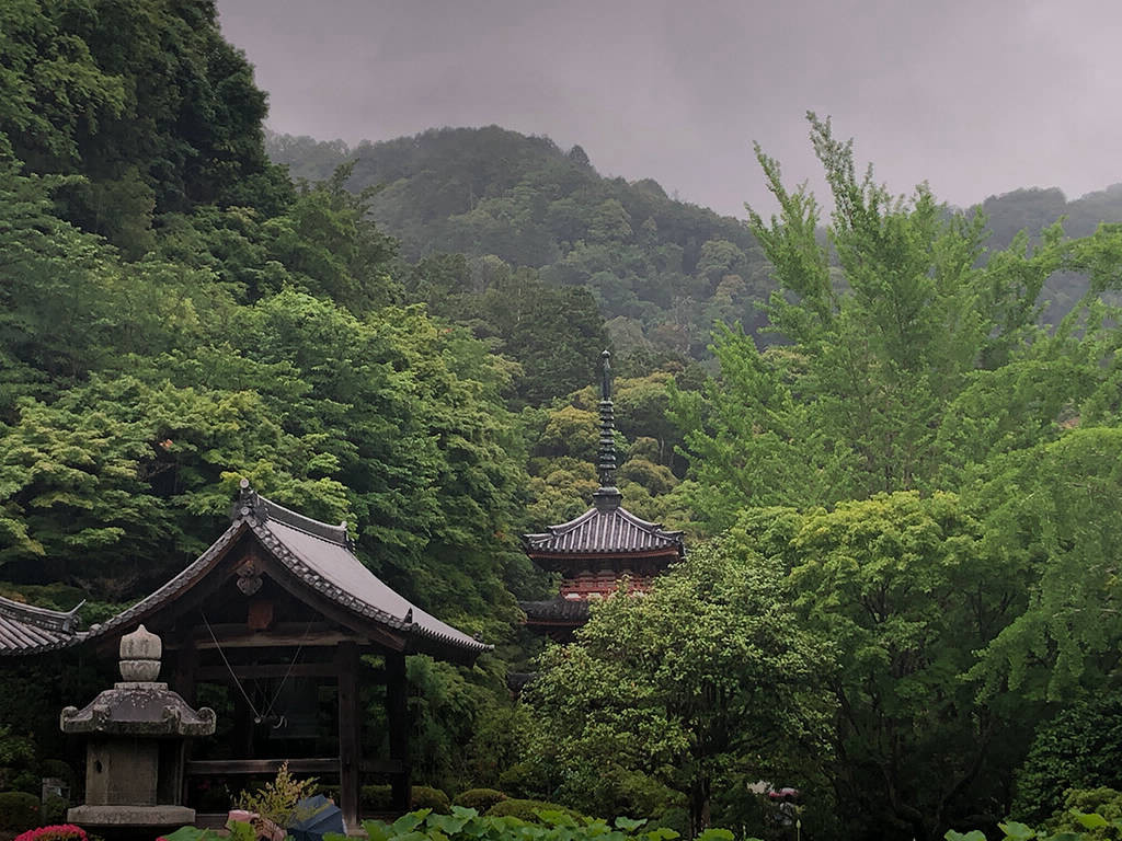 Hydrangea in Mimurotoji Temple, Kyoto, early June