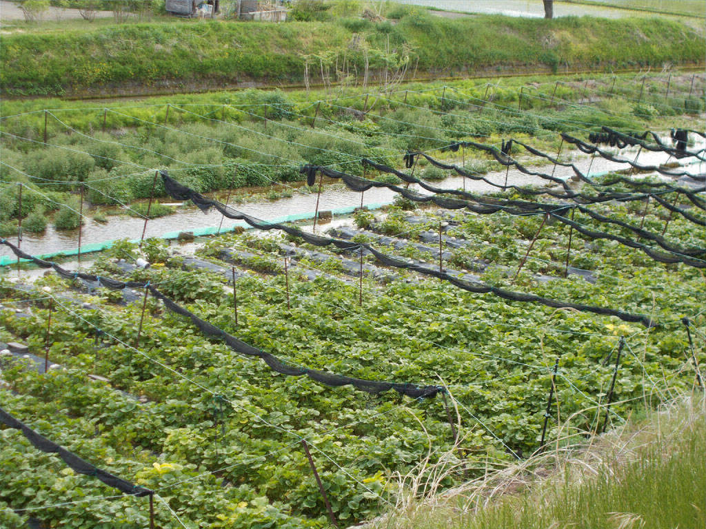Wasabi Farm, Azumino, Nagano, in June
